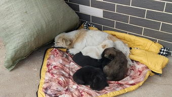 女生養(yǎng)狗注意事項(xiàng)