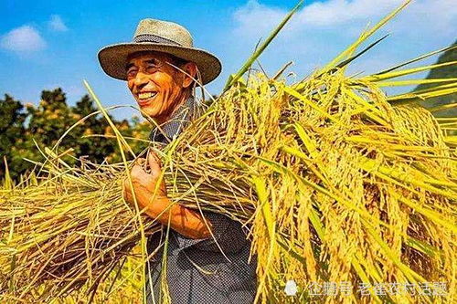 大戶種地注意事項(xiàng)