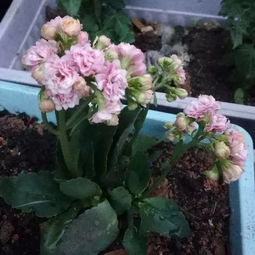 長壽,繁殖,注意事項,方法