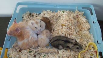 宿舍養(yǎng)倉鼠的注意事項