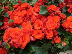 麗格海棠的養(yǎng)護(hù)注意事項(xiàng),麗格海棠的養(yǎng)殖方法和注意事項(xiàng),麗格海棠的扦插方法和注意事項(xiàng)