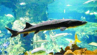 觀賞魚中華鱘注意事項