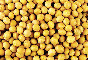 小孩闌尾炎的飲食注意事項