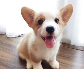 柯基喝水注意事項(xiàng),柯基坐月子注意事項(xiàng),柯基生理期注意事項(xiàng)