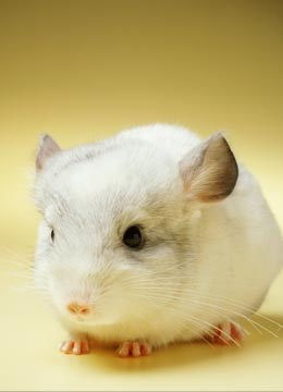 龍貓母貓懷孕注意事項(xiàng)