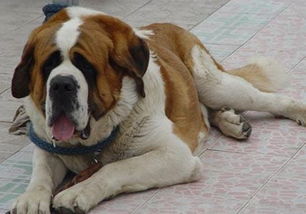 注意事項(xiàng),半下犬式