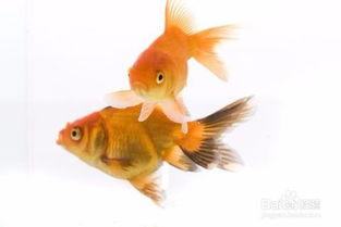 金魚擠卵擠精注意事項