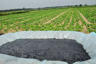 沼液使用注意事項(xiàng)