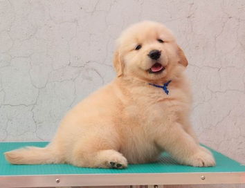 注意事項,購買,金毛犬