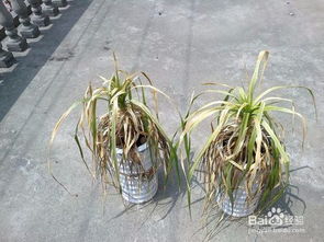 血龍草的養(yǎng)殖方法和注意事項