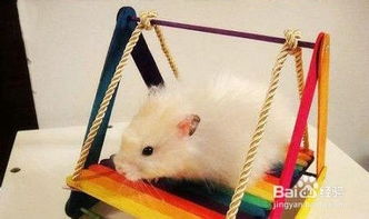 熱門小寵網(wǎng)注意事項