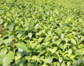 杜仲,用量,用法,注意事項