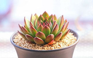 多肉移栽注意事項