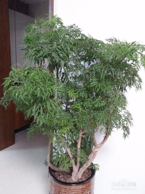 羽葉福祿桐的養(yǎng)殖方法和注意事項