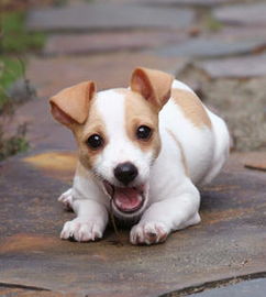 羅素,杰克,注意事項