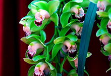 大葉蕙蘭的養(yǎng)殖方法和注意事項(xiàng)盆栽,細(xì)葉蕙蘭的養(yǎng)殖方法和注意事項(xiàng),大葉金鉆的養(yǎng)殖方法和注意事項(xiàng)