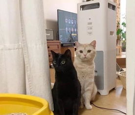 灌腸的注意事項,灌腸的操作步驟及注意事項,自己灌腸的注意事項