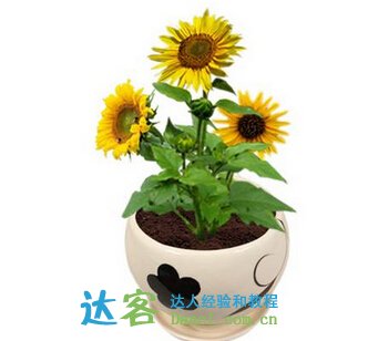 懶人盆養(yǎng)花的注意事項,人血白蛋白養(yǎng)花的注意事項,冬季養(yǎng)花的注意事項