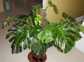 引種,注意事項(xiàng),植物