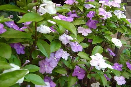 栽培,茉莉,雙色,注意事項(xiàng)