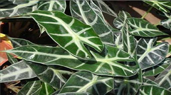 觀音蓮水培注意事項(xiàng)