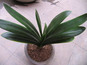 君子蘭開花時注意事項(xiàng),君子蘭開花前注意事項(xiàng),君子蘭開花要注意事項(xiàng)