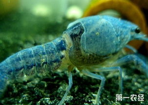 蝦脫殼要注意事項(xiàng)