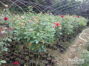 室內(nèi)睡蓮的種植方法和注意事項,月季苗種植方法和注意事項,樹狀月季種植注意事項