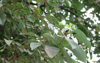 金銀木的養(yǎng)殖方法和注意事項,金銀木種子怎么種植,金銀木適合庭院種植嗎