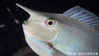 草魚,養(yǎng)殖,注意事項