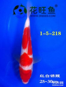 新缸養(yǎng)錦鯉的注意事項(xiàng)