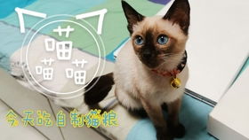 貓咪打疫苗后注意事項(xiàng)