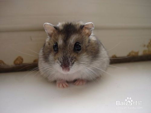 照顧倉(cāng)鼠注意事項(xiàng)英文,倉(cāng)鼠繁殖注意事項(xiàng),倉(cāng)鼠的飼養(yǎng)方法及注意事項(xiàng)