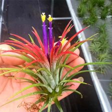 空氣鳳梨開花注意事項(xiàng)