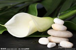 馬蹄蓮水養(yǎng)方法和注意事項(xiàng)盆栽,馬蹄蓮的水養(yǎng)方法和注意事項(xiàng),水養(yǎng)馬蹄蓮的養(yǎng)殖方法和注意事項(xiàng)