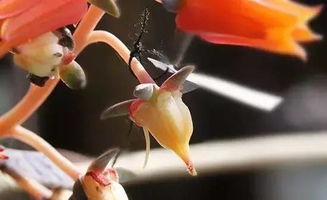 雜交授粉注意事項