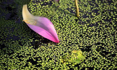 花瓣，在春風中飄落（十三）