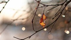 如果愛(ài)，欺騙也被原諒