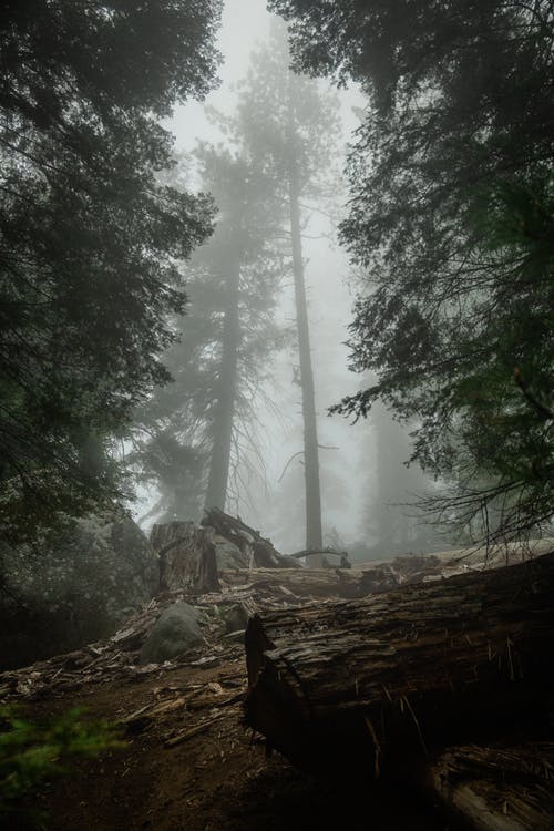 寫(xiě)荷花的詩(shī)句