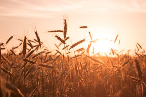 軍神小說冷軒上官軒然第1章龍神蒞臨在線閱讀