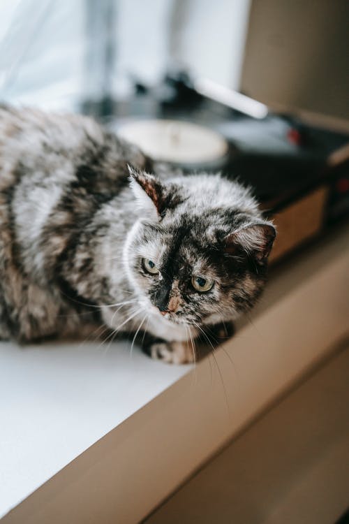 關(guān)于古詩(shī)的作文300字錦集6篇