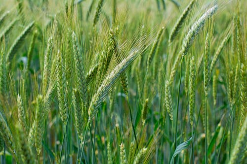 風(fēng)雨的古詩句