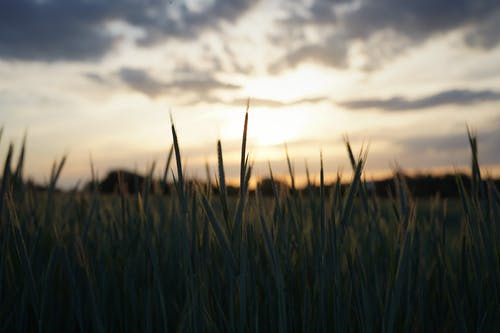 2020年清明祝福語短信匯編47條