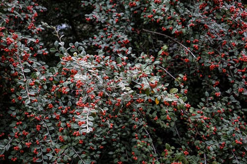 古風(fēng)瑾儀南陵刈小說幸得君心似我心整本閱讀 古風(fēng)瑾儀南陵刈小說幸得君心似我心整本閱讀