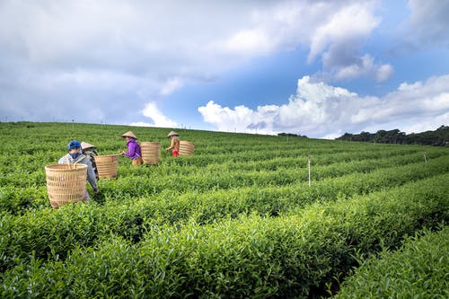 小學(xué)文言文楊氏之子 小學(xué)文言文楊氏之子