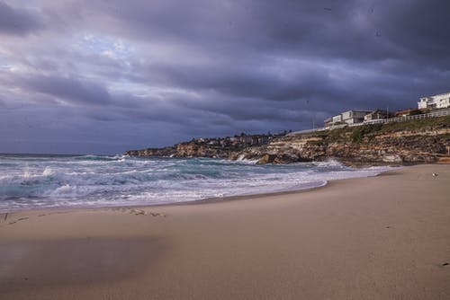 含羞草-植物觀察日記400字