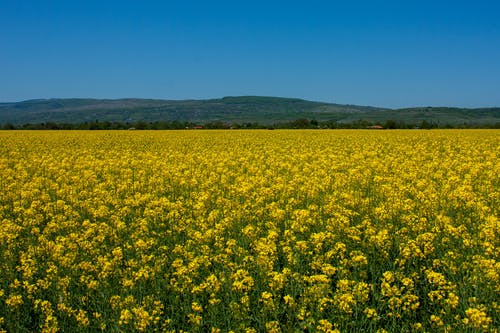 詩歌伴我成長作文合集八篇