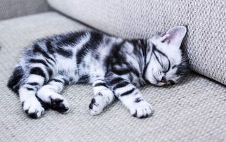 新手養(yǎng)奶貓基礎知識