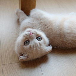 基礎知識,新手,養(yǎng)奶貓