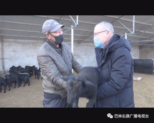 同期發(fā)情基礎知識